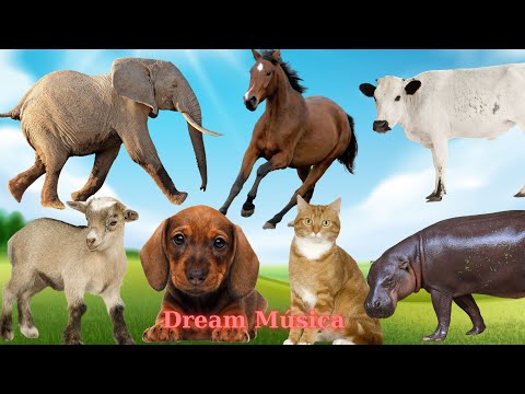 Fun Sounds of Farm Animals: Pony, Hippo, Goat, Cat, Dog, Sheep - Animal Sounds