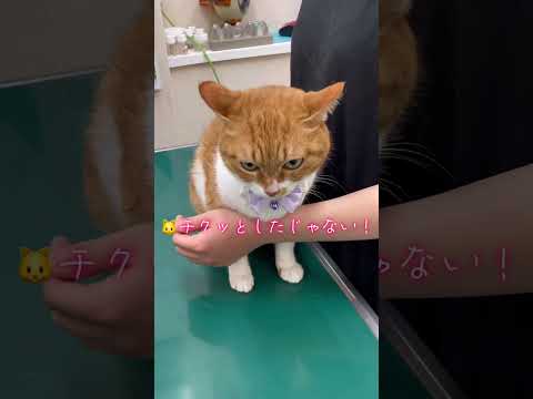 ワクチン打たれて静かに怒る猫【猫のこにゃん】#shorts
