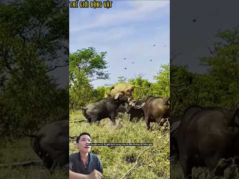 Sư tử đực săn trâu rừng bị cặp sừng húc bị thương nặng. #shortvideo #shorts  #thegioidongvat.