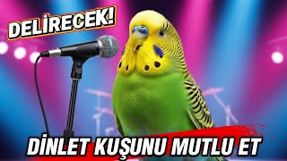 Muhabbet Kuşu Sesiyle Doğayı Evinize Taşıyın 🌿 Gerçek ve Huzur Veren Ötüşler!