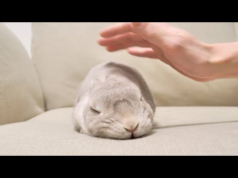 触れてないのに撫でられてることを想像して勝手にとろけるうさぎさんが可愛いｗ