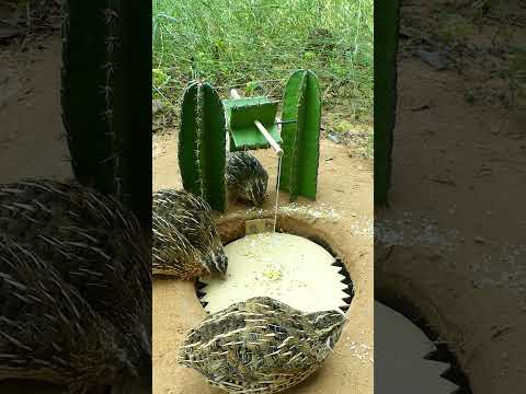 Create Amazing Bird Trap #Quail Trap #shorts