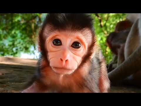 Newborn Baby Monkey Tyson When He Was 4 Days Old