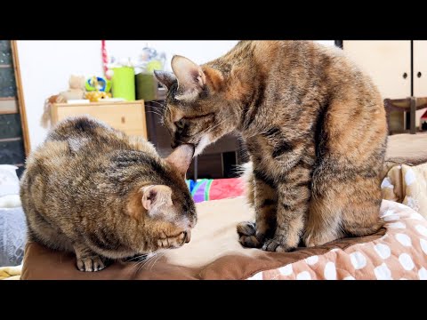 大好きな先輩猫の映像を観ているといてもたってもいられなくなった子ども猫がこうなりました…笑