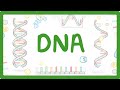 Exploring the Structure and Function of DNA