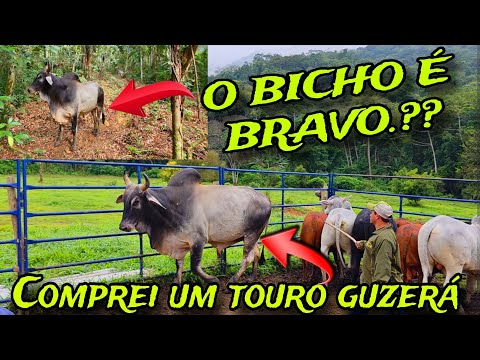 NOVA AQUISIÇÃO .! NOVO REPRODUTOR NO REBANHO .! BICHÃO BRUTO E V4LENTE