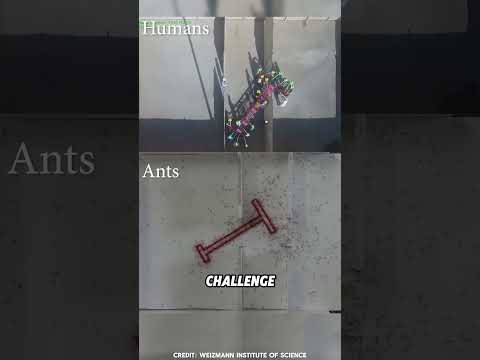 When Ants Beat Humans in Teamwork