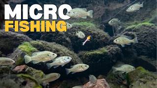 INSANE Underwater Footage: Micro fishing for the smallest fish possible!