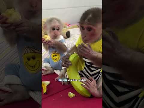 Membalas jasa gadis 🐒💞 #animals #shorts #monyet #monkey