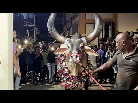 Biggest kankrej and cows unloading of Sultan kurta owner 2024 #kankarej #angrycow #cowunloading