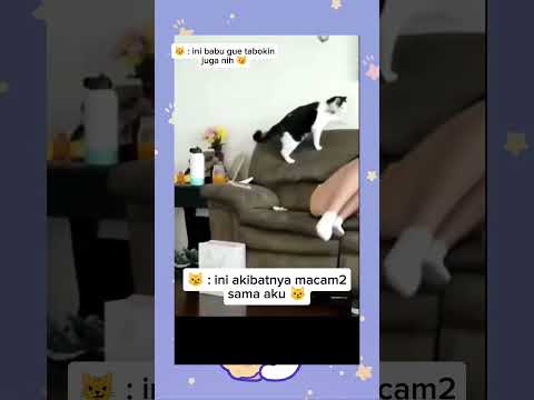 Kucing Lucu Oreo Tabokin Babu 😼 #kucing #kucinglucu #kucingoren #kucingimut #catvideos
