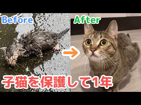 【保護から1年】あの大雨の日に出会ってから1年が経過しました。保護猫のあめちゃんと過ごしたこの1年を振り返り。