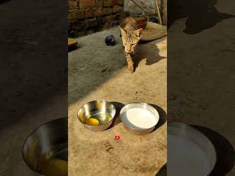 Billi अंडा खायेगी या दूध पियेगी 😱😱#shorts #killtomill