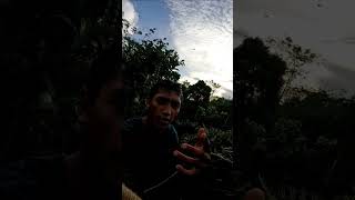 kita bikin madu bolong saja buat prank yang nyari berikutnya #shorts #shortvideo #short #bee