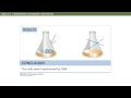 Exploring DNA Structure and Replication