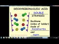 DNA Structure and Function Concepts