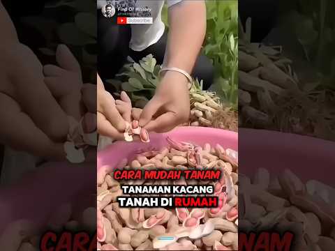 Unique, How to Planting Peanuts At Home🌟🥜. Part #01 🌍 #shorts #short #unique