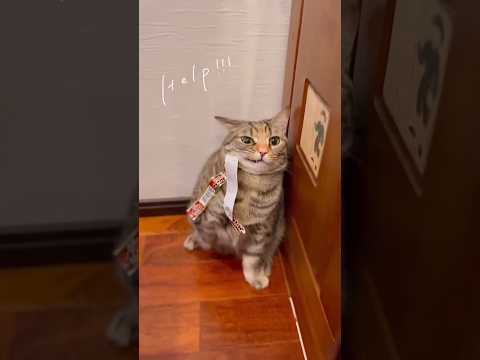 Смешные 😅 и забавные котики 😹 2024.Часть 40. #cat #funny #shorts #рек #кот #animals