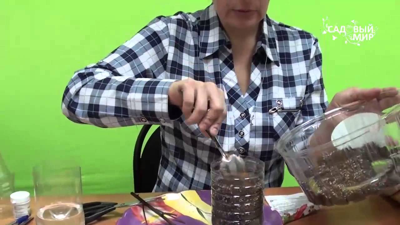 Как вырастить спирею из черенка