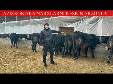 LAZIZXON AKA BUQALARNI NARXLARNI KESKIN ARZONLATIB YUBORDI SHOSHILING