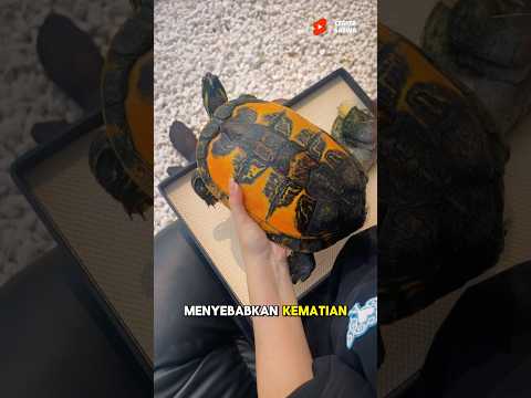 Cerita Penyelamatan Kura Kura Dari Penyakit Ganaz