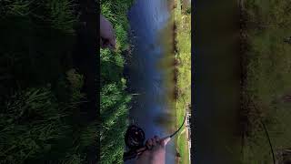 Lovíme ryby na játra, chleba a mušku! Bylo to napínavé !! Povedlo se! #fishing