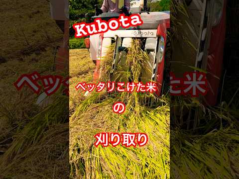ベッタリ転けてしまったお米の刈り取りって難しい😓