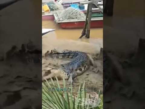 Buaya Besar Menyambar Biawak #shorts #predator #buaya