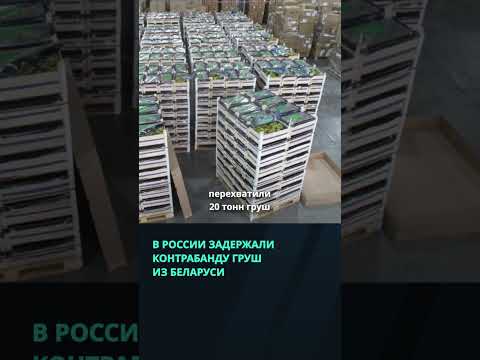 В России задержали 20 тонн ввезенных из Беларуси груш  #беларусь #новости