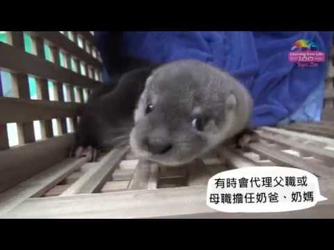 no3  20140506   水獺的代理媽媽 Otters' Human Mom - YouTube(4分53秒)