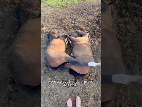 Horse’s love~#shorts #horse #animals #love #heartwarming #cute #pet