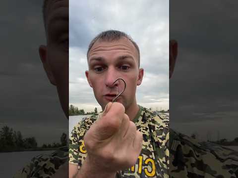 Ловля сома на печень