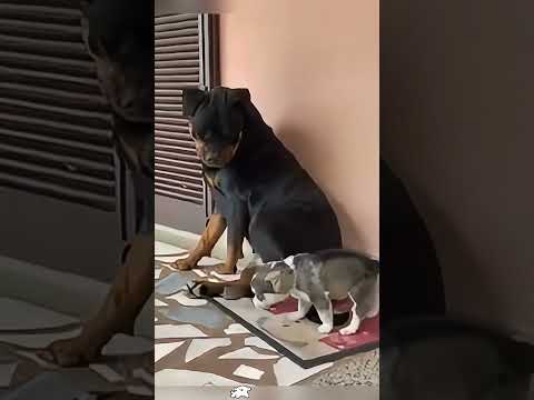 Two funny dogs #foryou #funny #funnyanimal #pets #funypets #happy #animals #fuunypets