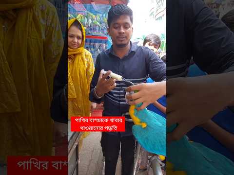 পাখির বাচ্চাকে খাবার খাওয়ানোর পদ্ধতি | Pakhi | Mirpur 1 Pakhir Hat | Tiya Pakhi #birds #shorts