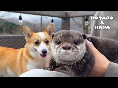 サプライズでやってきたイヌとカワウソが再会したら面白すぎた Otters Reunite with Their Dog Friend on Vacation!