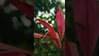 Let the rainforest whisper ancient calm into your bones. 🌿Listen close—nature’s lullaby is waiting