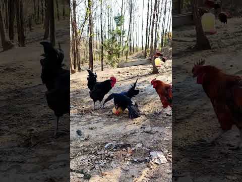 #Watching native chickens #Roosters in the native chicken farming