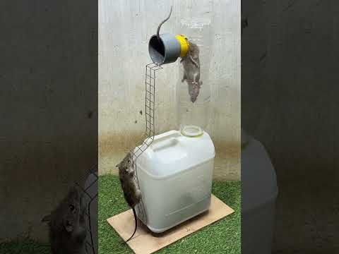 Rat trap creative/best mouse trap #mousetrap #rat