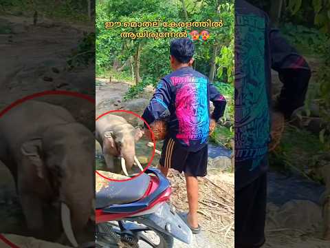എത്ര കോടികൾ കൊടുത്താലും കിട്ടില്ല ഈ ഒരു മൊതലിനെ 🥵🥵💥#shorts #trending #edit #aana