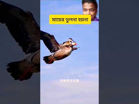 মায়ের কোন তুলনা হয় না। Birds #birdslover #birdsounds #birds #funnyanimals #shorts