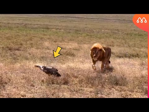 FOI ISSO QUE O ABUTRE FEZ QUANDO O LEÃO APARECEU