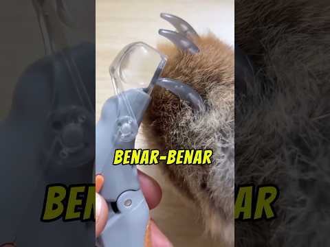 POTONG KUKU KUCING TANPA DRAMA #dailyfacts #faktaunik #shorts (Meowmates3)