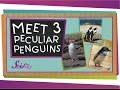 Penguin Species and Their Unique Traits