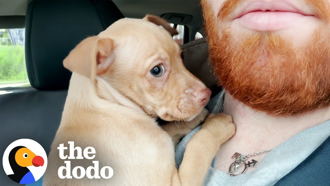 He Saved a Scared Puppy for His StepsonNow Their Bond is Unbreakable - The Dodo