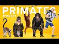 The Fascinating Journey of Primate Evolution