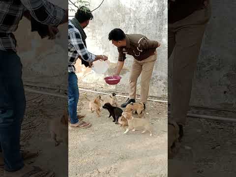 cute puppy 🐕🐶🌹😍 #shortvideo #cutebabycarebaby #viralvideo #lovestatus#trendingshorts #chiragraj7777