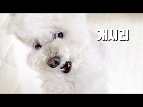강아지가 여름을 극도로 싫어하는 이유..