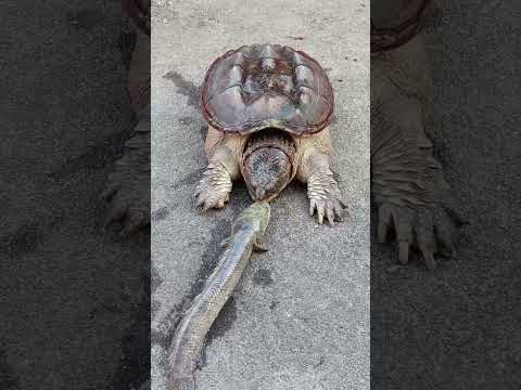 Turtle eat a fish that was placed in the front of it really quickly!