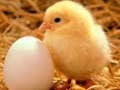 Exploring the Life Cycle of a Chicken