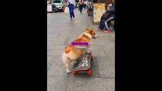 This dog got caught every one attention #shorts